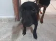 Toddinho