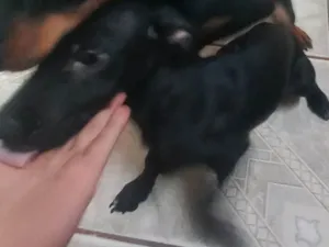Cachorro raça SRD-ViraLata idade 2 a 6 meses nome Toddinho 