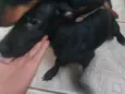 Toddinho