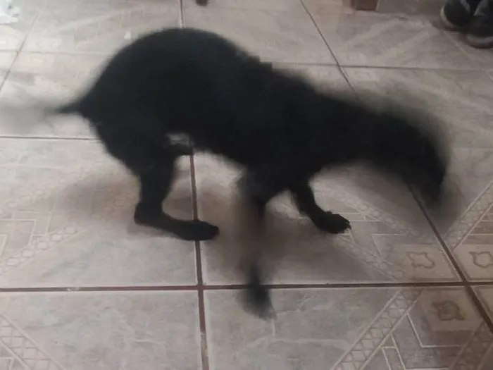 Cachorro ra a SRD-ViraLata idade 2 a 6 meses nome Toddinho 