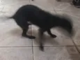 Toddinho