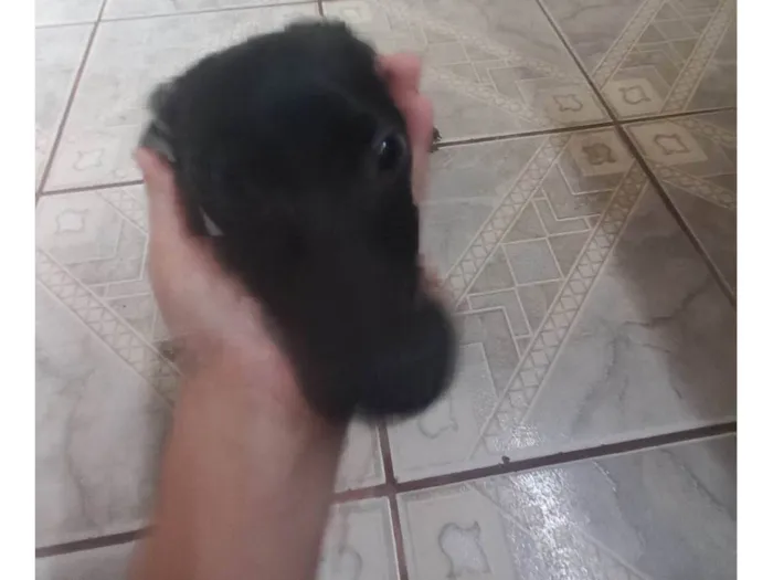 Cachorro ra a SRD-ViraLata idade 2 a 6 meses nome Toddinho 