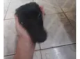 Toddinho