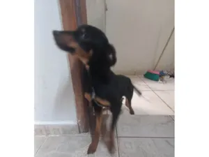 Cachorro raça SRD-ViraLata idade 2 a 6 meses nome Nescal