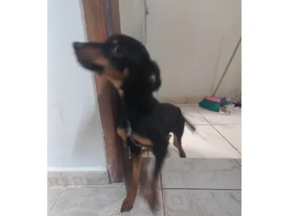 Cachorro raça SRD-ViraLata idade 2 a 6 meses nome Nescal