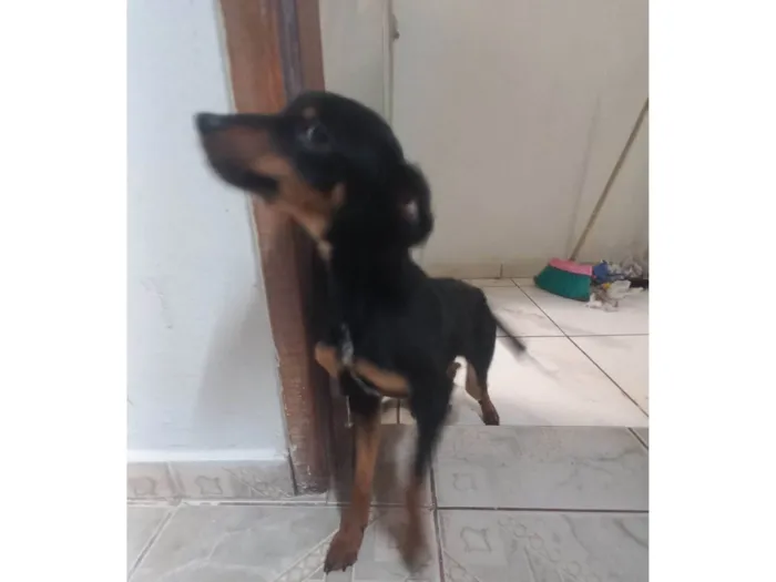 Cachorro ra a SRD-ViraLata idade 2 a 6 meses nome Nescal