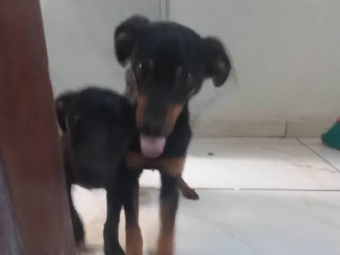 Cachorro ra a SRD-ViraLata idade 2 a 6 meses nome Nescal