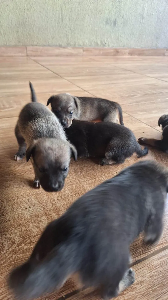 Cachorro ra a SRD-ViraLata idade 2 a 6 meses nome CACAU