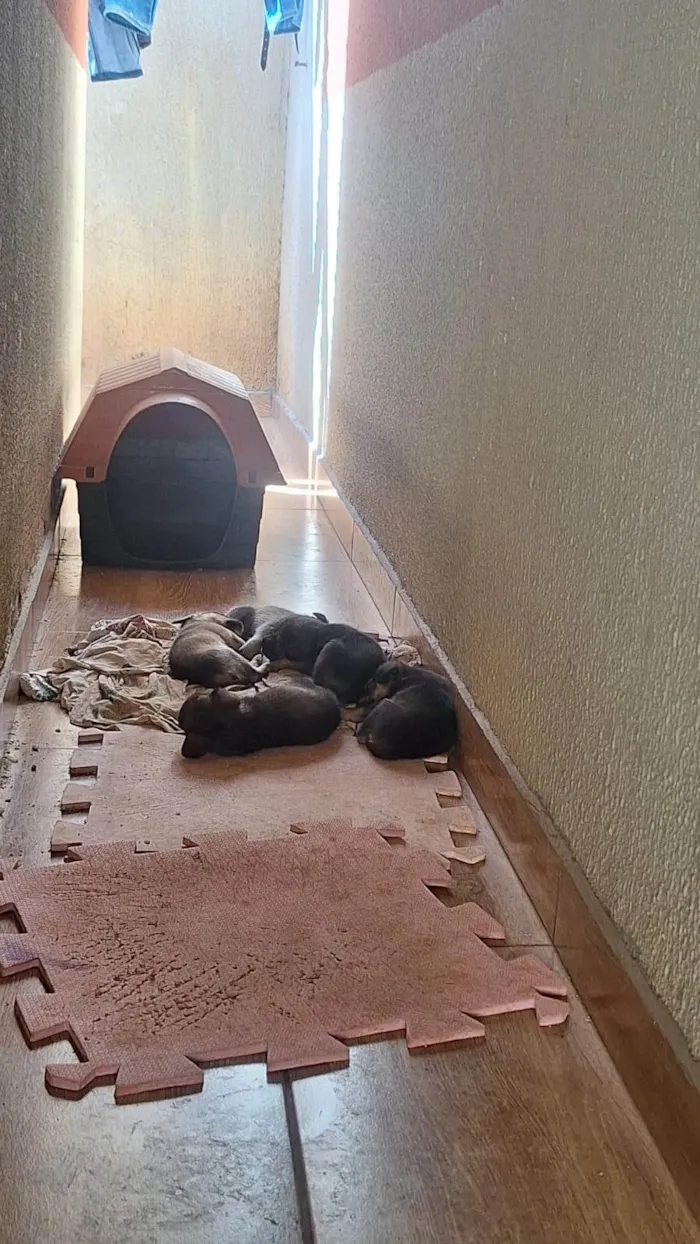 Cachorro ra a SRD-ViraLata idade 2 a 6 meses nome CACAU