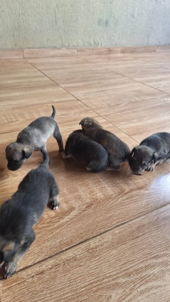 Cachorro ra a SRD-ViraLata idade 2 a 6 meses nome CACAU