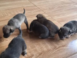 Cachorro raça SRD-ViraLata idade 2 a 6 meses nome CACAU