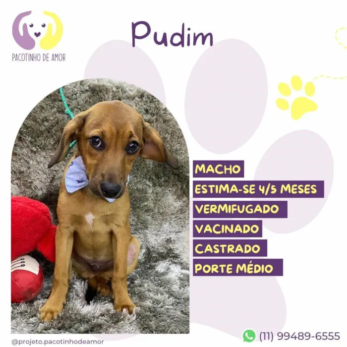 Cachorro ra a SRD-ViraLata idade Abaixo de 2 meses nome Pudim
