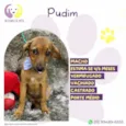 Pudim