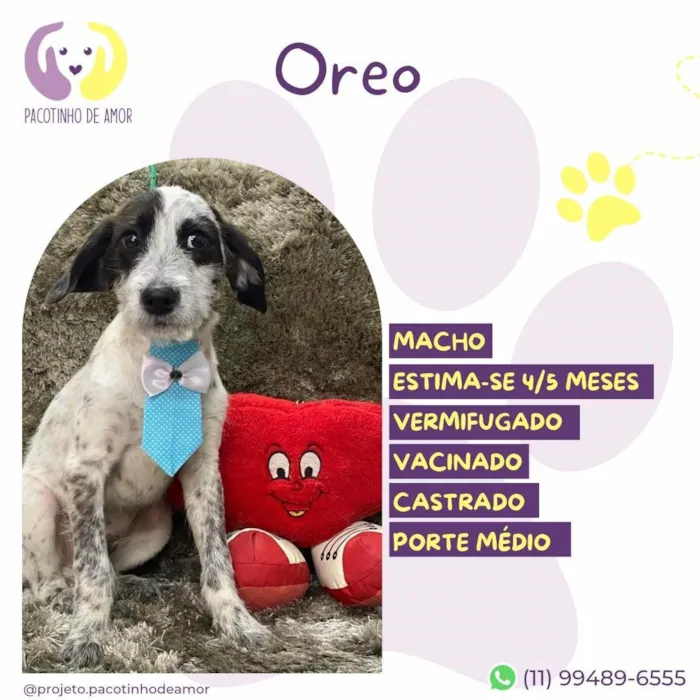 Cachorro ra a SRD-ViraLata idade 2 a 6 meses nome Oreo