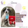 Oreo