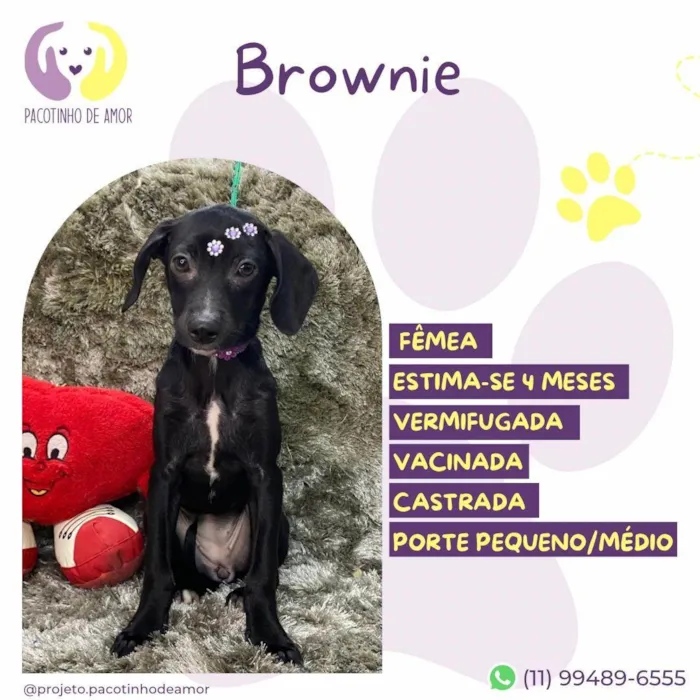 Cachorro ra a SRD-ViraLata idade 2 a 6 meses nome Brownie 
