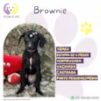 Brownie