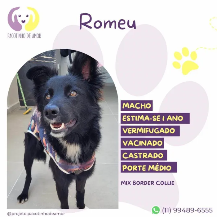 Cachorro ra a SRD-ViraLata idade 1 ano nome Romeu