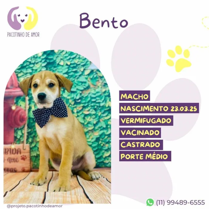 Cachorro ra a SRD-ViraLata idade 2 a 6 meses nome Bento