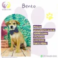 Bento