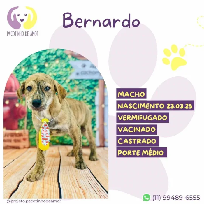 Cachorro ra a SRD-ViraLata idade 2 a 6 meses nome Bernardo 