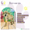 Bernardo