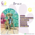 Bruce