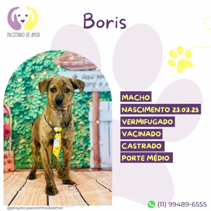 Cachorro ra a SRD-ViraLata idade 2 a 6 meses nome Boris 