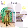 Boris