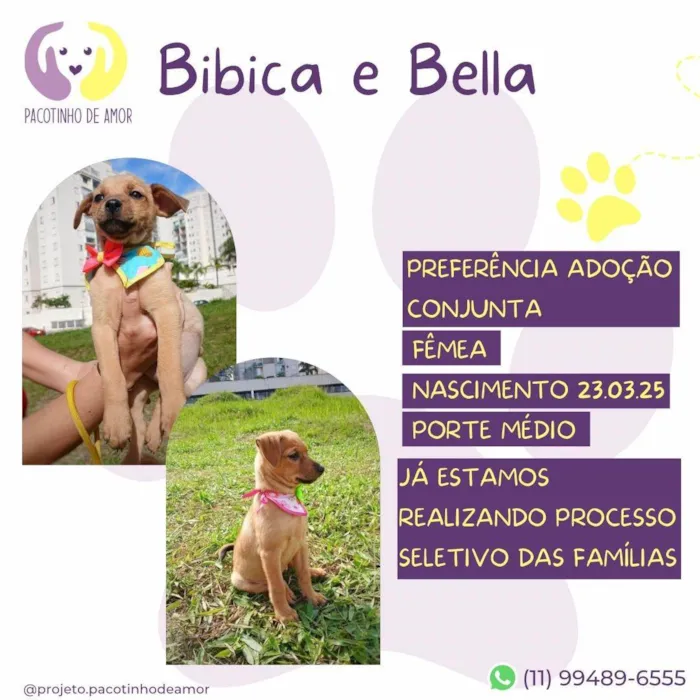 Cachorro ra a SRD-ViraLata idade 2 a 6 meses nome Bibica e Bella