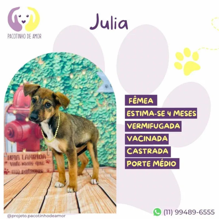 Cachorro ra a SRD-ViraLata idade 2 a 6 meses nome Julia