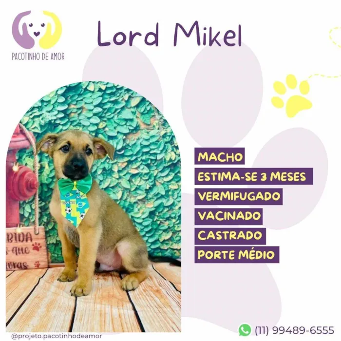 Cachorro ra a SRD-ViraLata idade 2 a 6 meses nome Lord Mikel