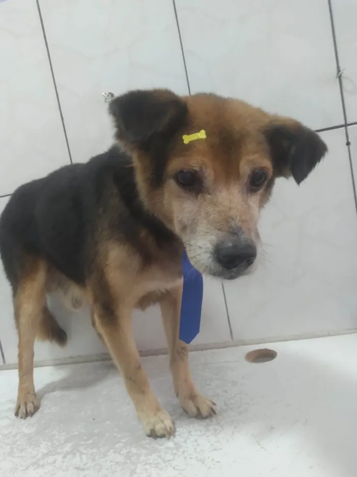 Cachorro ra a SRD-ViraLata idade 6 ou mais anos nome Kiko