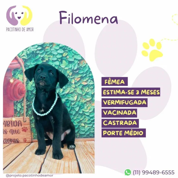 Cachorro ra a SRD-ViraLata idade 2 a 6 meses nome Filomena