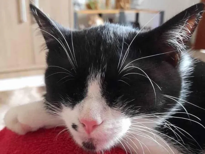 Gato ra a SRD-ViraLata idade 2 a 6 meses nome Mini