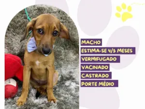 Cachorro raça SRD-ViraLata idade Abaixo de 2 meses nome Pudim