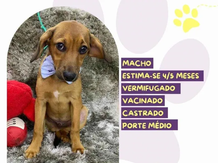 Cachorro ra a SRD-ViraLata idade Abaixo de 2 meses nome Pudim