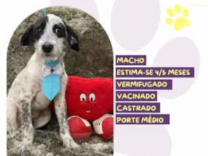 Cachorro raça SRD-ViraLata idade 2 a 6 meses nome Oreo