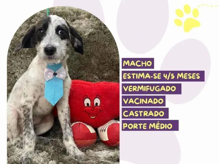 Cachorro ra a SRD-ViraLata idade 2 a 6 meses nome Oreo