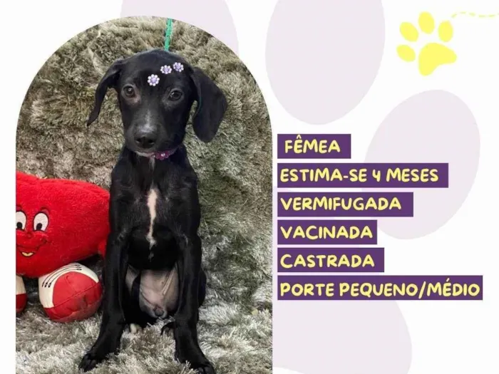 Cachorro ra a SRD-ViraLata idade 2 a 6 meses nome Brownie 