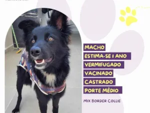 Cachorro raça SRD-ViraLata idade 1 ano nome Romeu