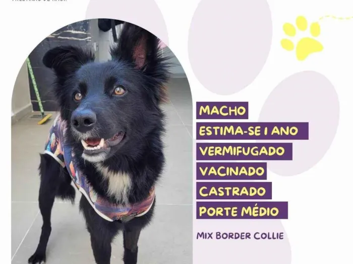Cachorro ra a SRD-ViraLata idade 1 ano nome Romeu