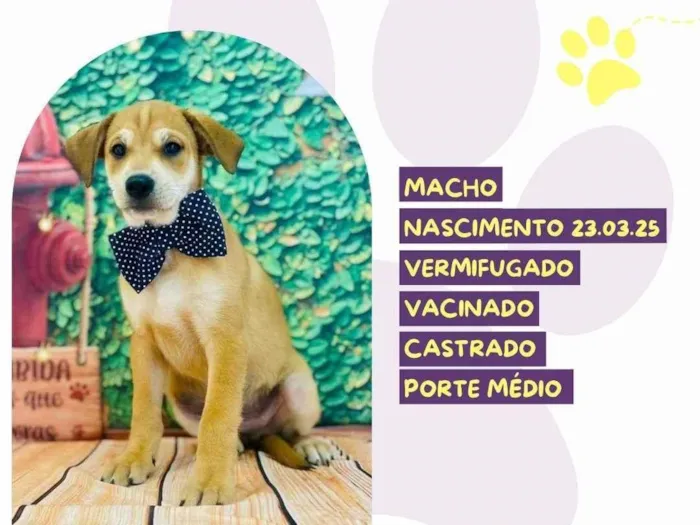 Cachorro ra a SRD-ViraLata idade 2 a 6 meses nome Bento