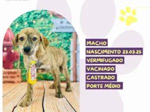 Cachorro raça SRD-ViraLata idade 2 a 6 meses nome Bernardo 