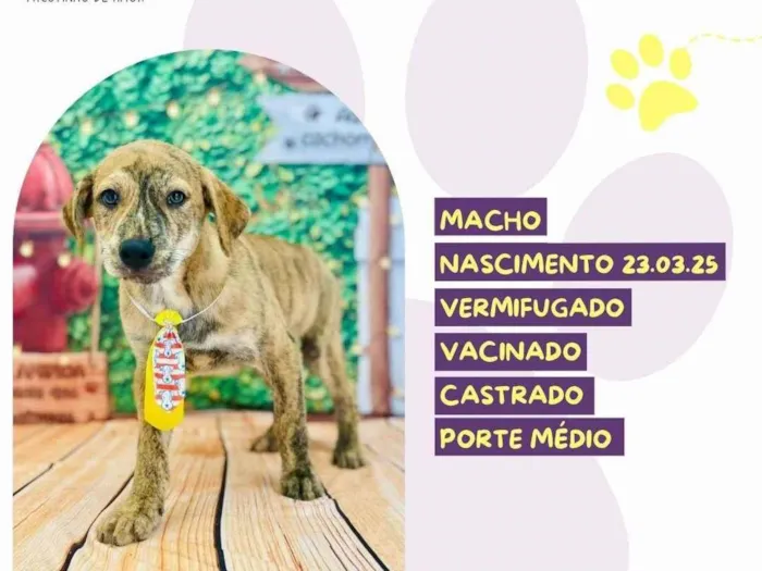 Cachorro ra a SRD-ViraLata idade 2 a 6 meses nome Bernardo 