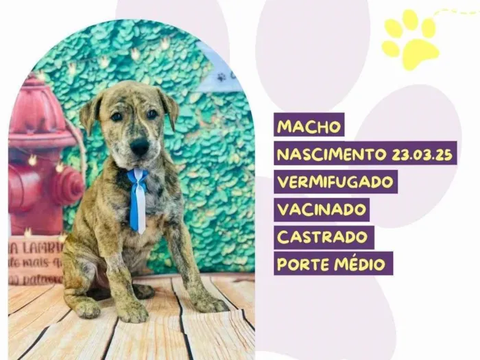 Cachorro ra a SRD-ViraLata idade 2 a 6 meses nome Bruce