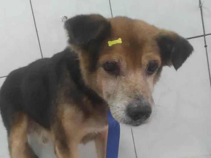 Cachorro ra a SRD-ViraLata idade 6 ou mais anos nome Kiko