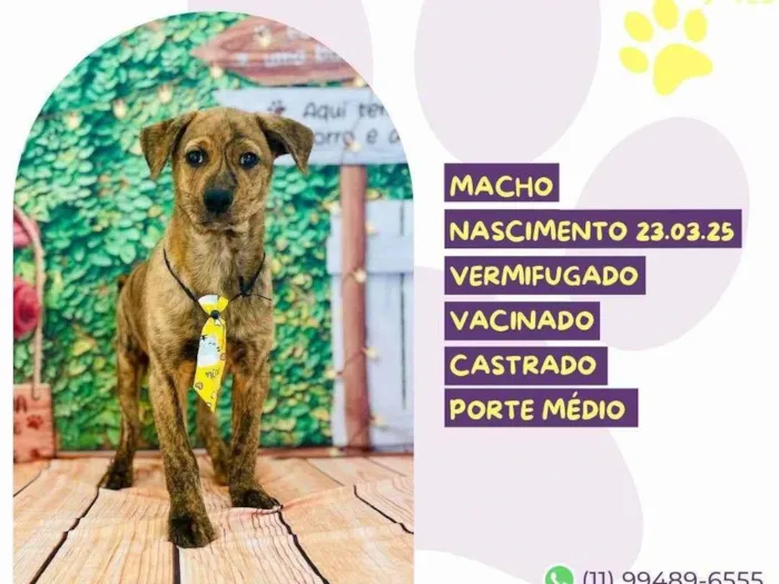 Cachorro ra a SRD-ViraLata idade 2 a 6 meses nome Boris 
