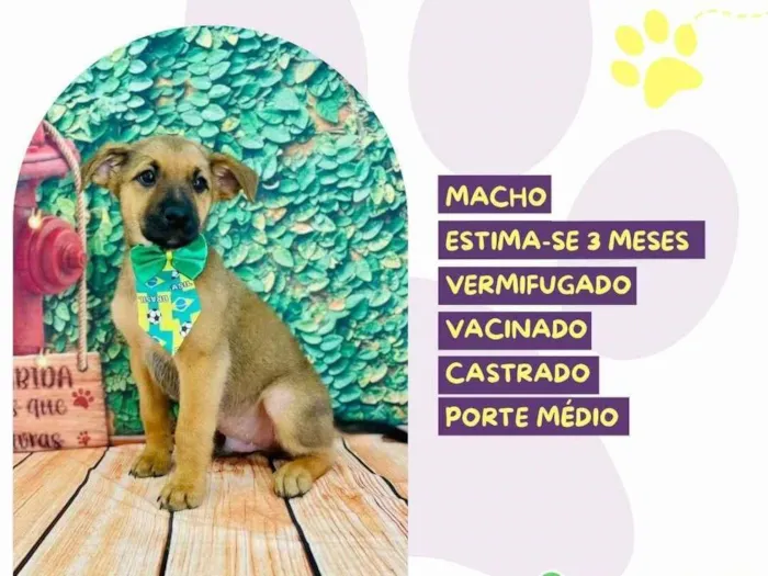 Cachorro ra a SRD-ViraLata idade 2 a 6 meses nome Lord Mikel