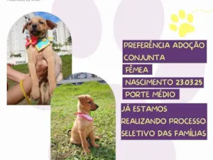 Cachorro raça SRD-ViraLata idade 2 a 6 meses nome Bibica e Bella